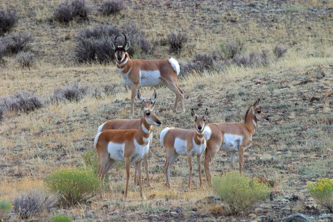 Pronghorn