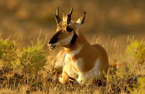 Pronghorn