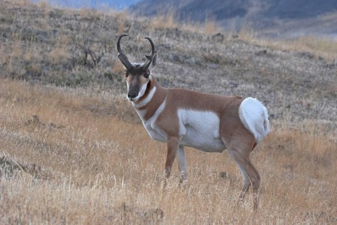 Pronghorn
