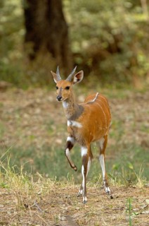 Bushbuck