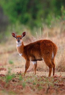 Menelik's Bushbuck