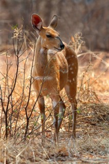 Cape bushbucks