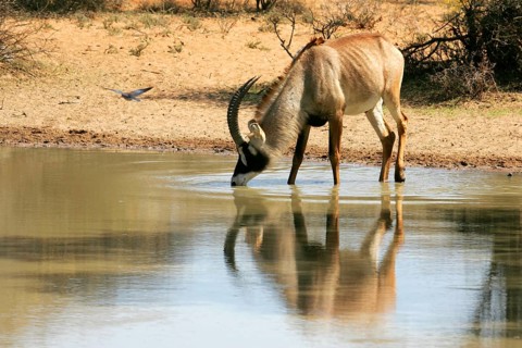 Roan antelope