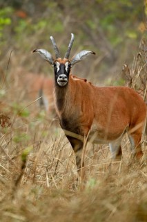 Roan Antelope