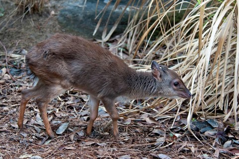 Blue duiker