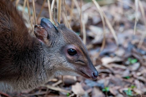 Blue duiker