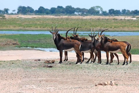 Sable Antelope