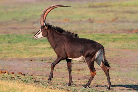 Sable Antelope