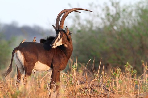 Sable Antelope