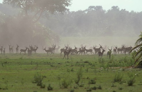 RedLechwe