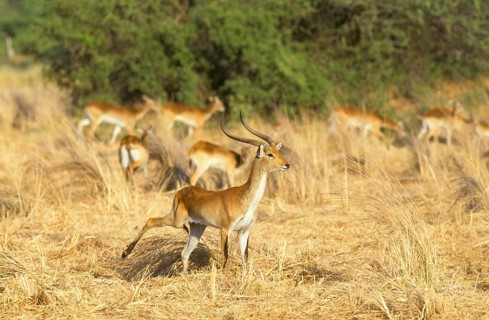 RedLechwe