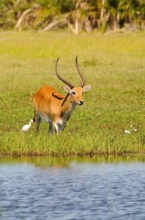 Lechwe