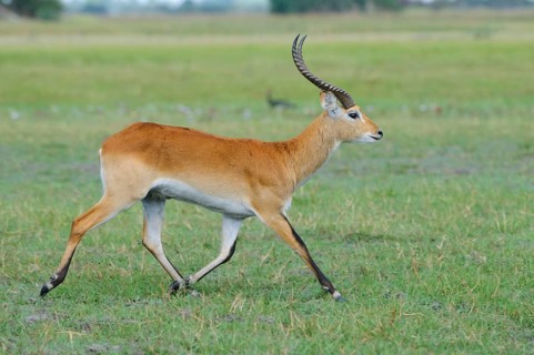 Lechwe