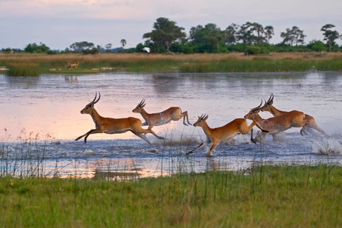 Red lechwe