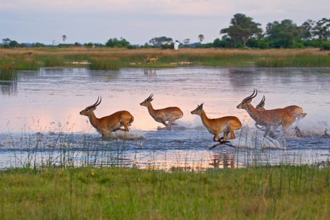 Red lechwe