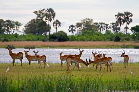 Red lechwe