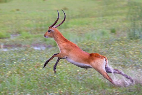 Red lechwe