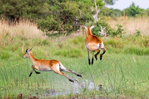 Red lechwe
