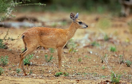 Sharpe's Grysbok