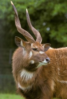 Sitatunga