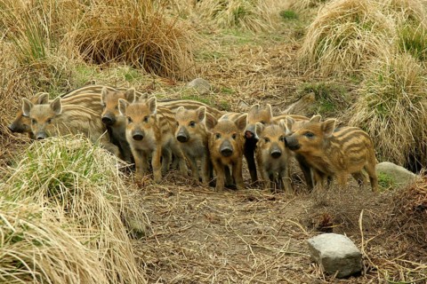 Wild boars