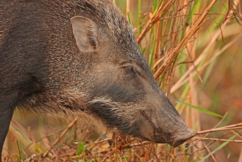 Indian wild boar