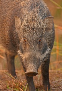 Indian wild boar