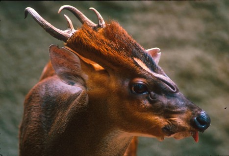 Muntjac
