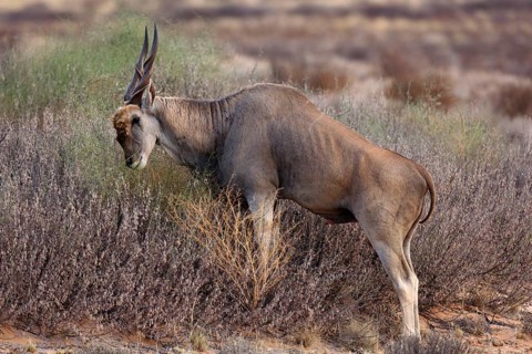 Common Eland