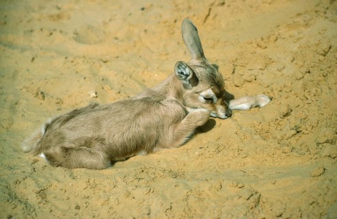Dorcas gazelle