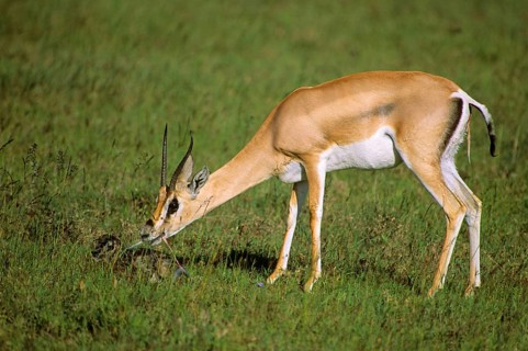 Grant's grant's gazelle