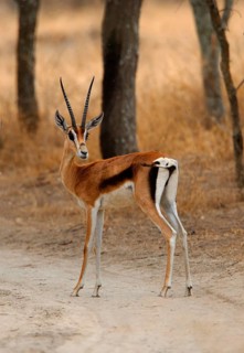 Grant's Gazelle
