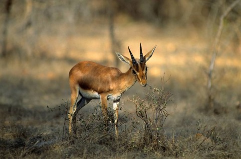 Indian gazelle