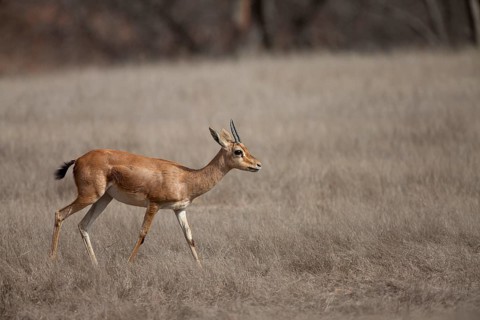 Indian gazelle