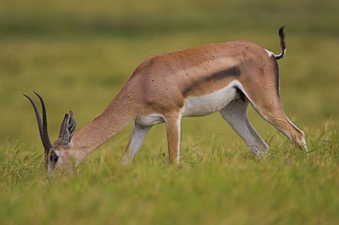 Thomson's gazelle
