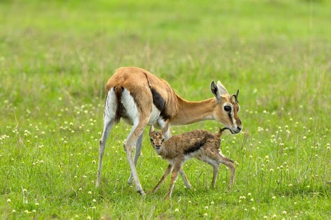 Thomson's gazelle