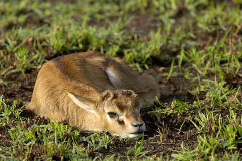 Thomson's gazelle