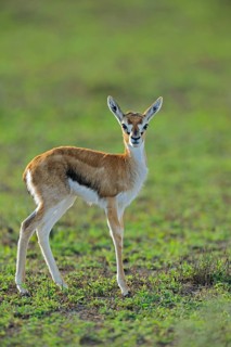 Thomson's gazelle