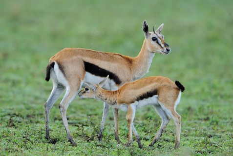 Thomson's gazelle
