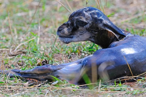 Thomson's gazelle