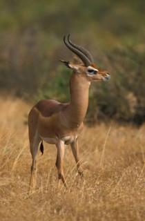 Giraffe gazelle