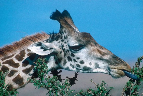 Giraffes