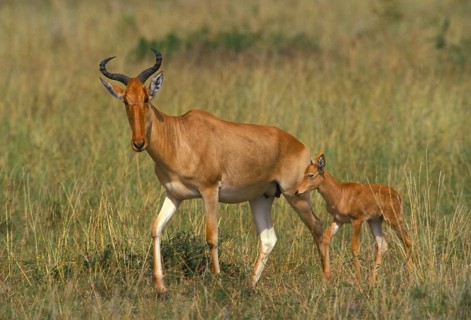 Congoni