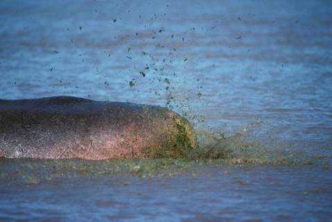 Hippopotamus