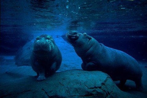 Hippopotamus