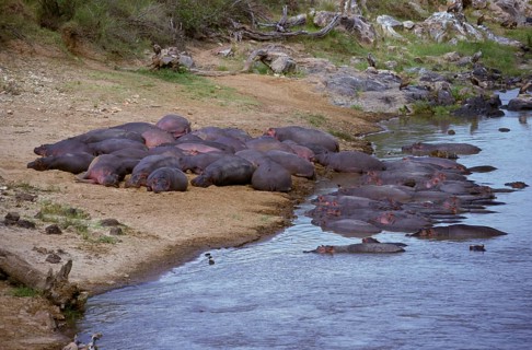 Hippopotamus