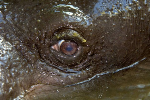 Pygmy hippopotamuses