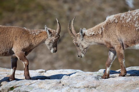 Alpine ibex