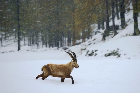Alpine ibex