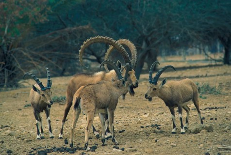 Nubian ibex